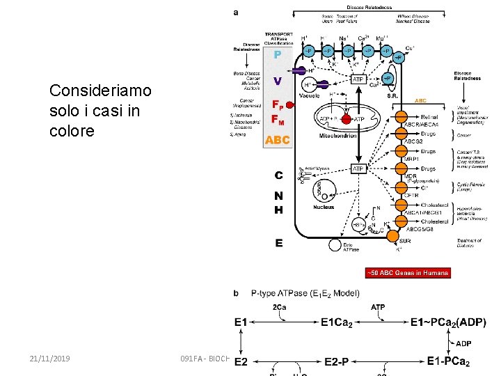 Consideriamo solo i casi in colore 21/11/2019 091 FA - BIOCHIMICA APPLICATA MEDICA 40