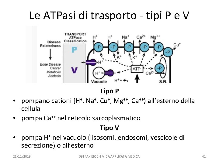 Le ATPasi di trasporto - tipi P e V Tipo P • pompano cationi