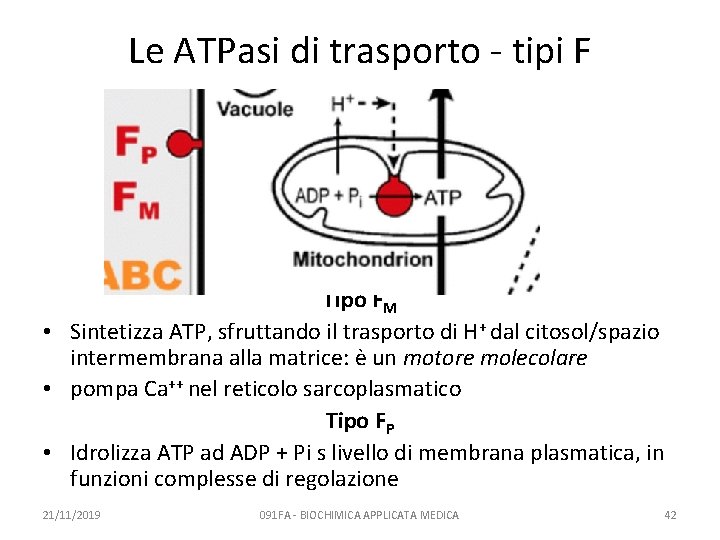 Le ATPasi di trasporto - tipi F Tipo FM • Sintetizza ATP, sfruttando il