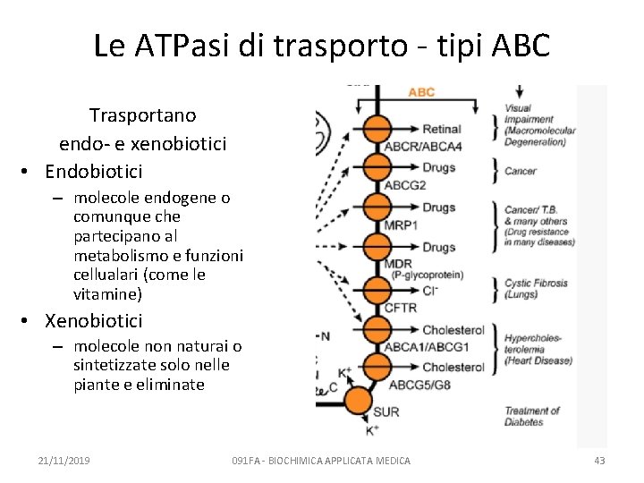 Le ATPasi di trasporto - tipi ABC Trasportano endo- e xenobiotici • Endobiotici –