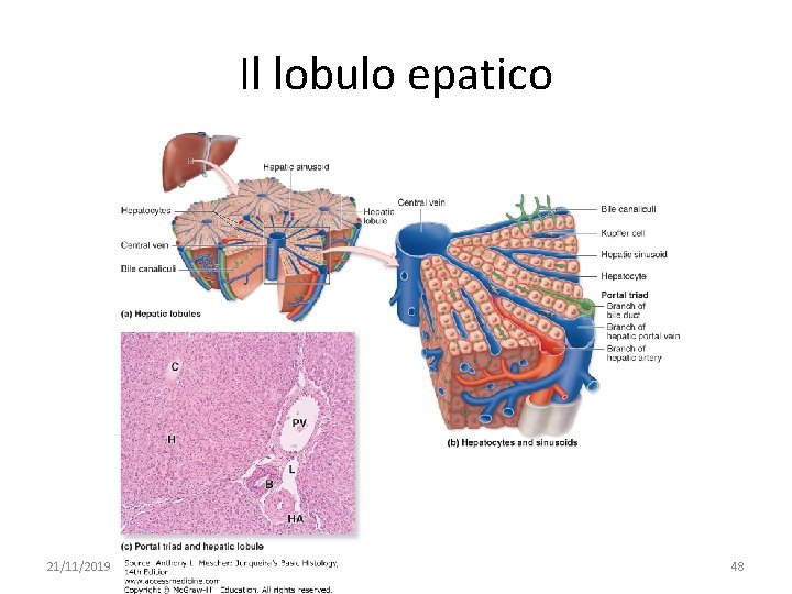 Il lobulo epatico 21/11/2019 091 FA - BIOCHIMICA APPLICATA MEDICA 48 