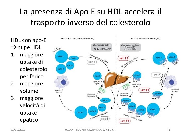 La presenza di Apo E su HDL accelera il trasporto inverso del colesterolo HDL