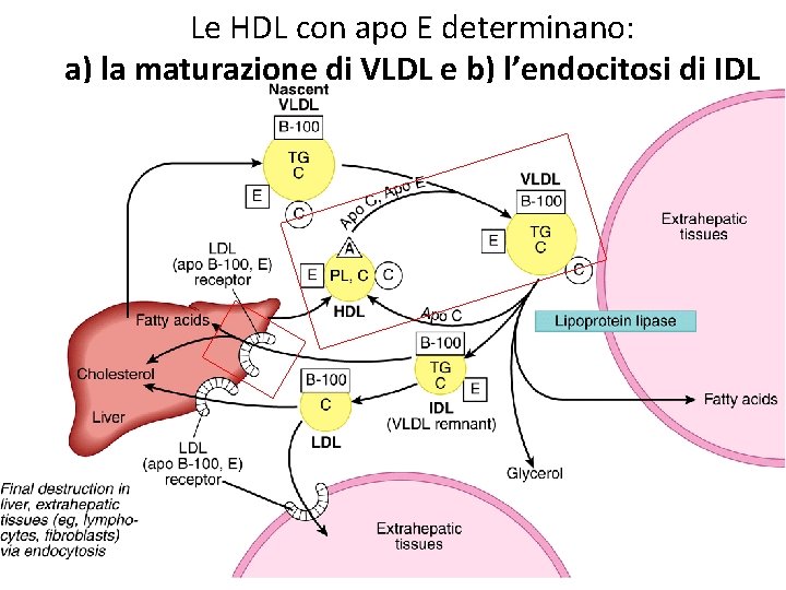 Le HDL con apo E determinano: a) la maturazione di VLDL e b) l’endocitosi