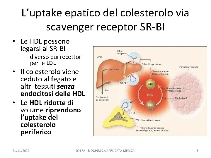 L’uptake epatico del colesterolo via scavenger receptor SR-BI • Le HDL possono legarsi al