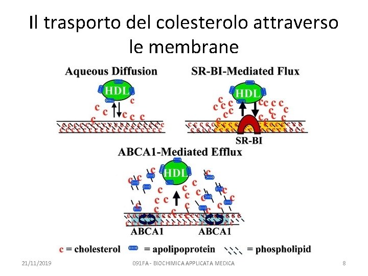 Il trasporto del colesterolo attraverso le membrane 21/11/2019 091 FA - BIOCHIMICA APPLICATA MEDICA