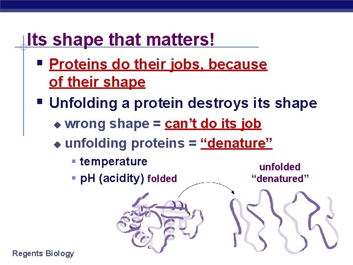 Its shape that matters! § Proteins do their jobs, because § of their shape