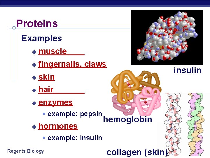 Proteins Examples u muscle u fingernails, claws u skin u hair u enzymes §