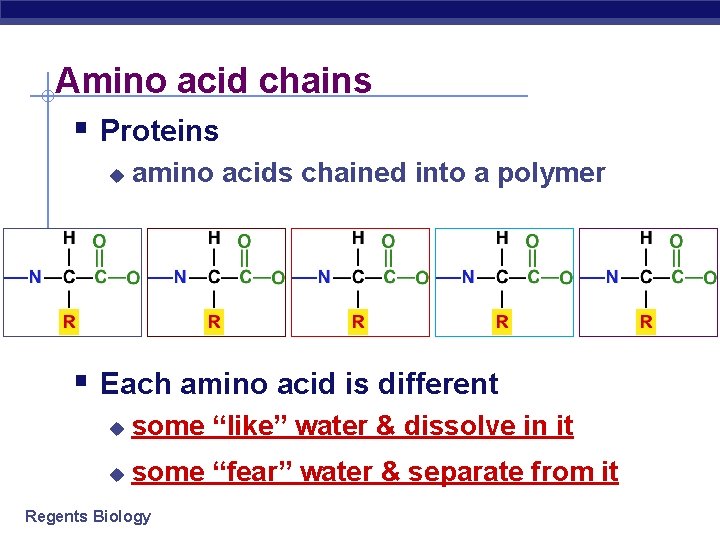 Amino acid chains § Proteins u amino acids chained into a polymer § Each