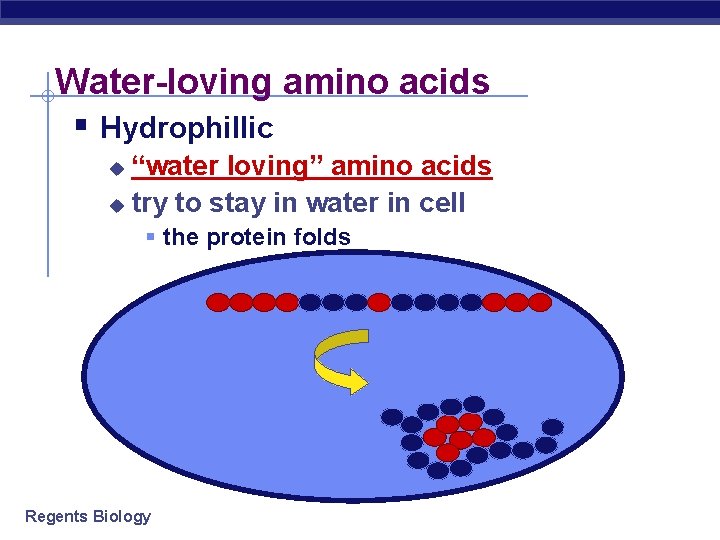 Water-loving amino acids § Hydrophillic “water loving” amino acids u try to stay in