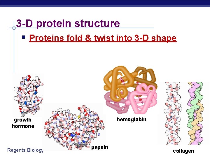 3 -D protein structure § Proteins fold & twist into 3 -D shape hemoglobin