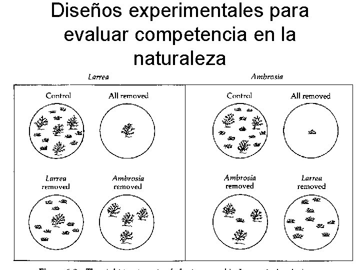 Diseños experimentales para evaluar competencia en la naturaleza 