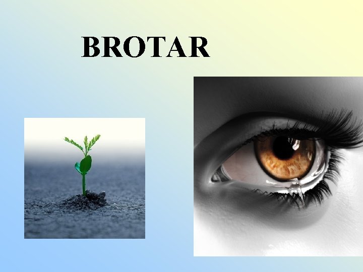 BROTAR 