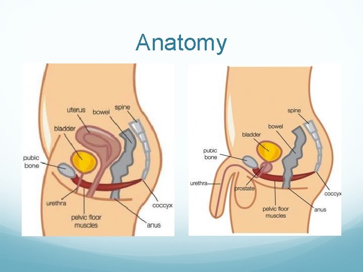 Anatomy Anatomy