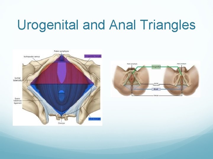 Urogenital and Anal Triangles Urogenital and Anal Triangles