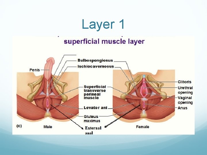 Layer 1 Layer 1