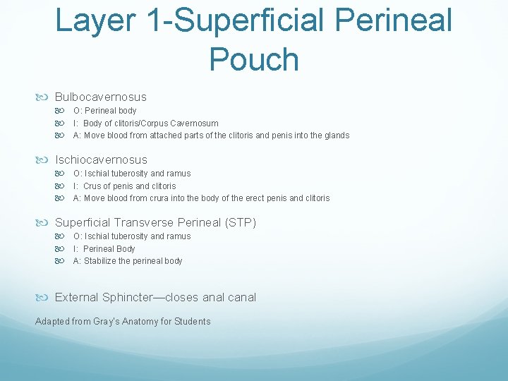 Layer 1 -Superficial Perineal Pouch Bulbocavernosus O: Perineal body I: Body of clitoris/Corpus Cavernosum Layer 1 -Superficial Perineal Pouch Bulbocavernosus O: Perineal body I: Body of clitoris/Corpus Cavernosum