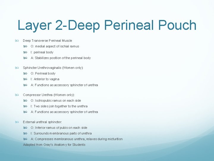 Layer 2 -Deep Perineal Pouch Deep Transverse Perineal Muscle O: medial aspect of ischial Layer 2 -Deep Perineal Pouch Deep Transverse Perineal Muscle O: medial aspect of ischial