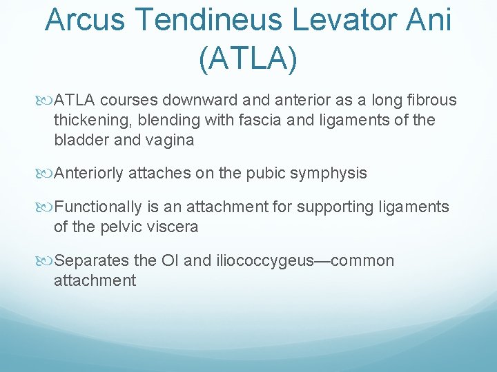 Arcus Tendineus Levator Ani (ATLA) ATLA courses downward anterior as a long fibrous thickening, Arcus Tendineus Levator Ani (ATLA) ATLA courses downward anterior as a long fibrous thickening,