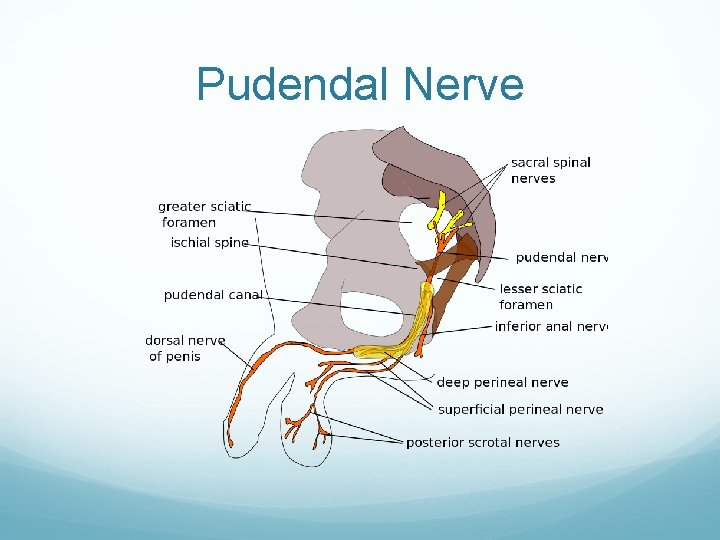 Pudendal Nerve Pudendal Nerve