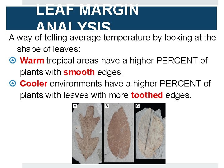 LEAF MARGIN ANALYSIS A way of telling average temperature by looking at the shape