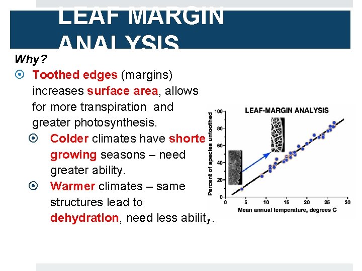 LEAF MARGIN ANALYSIS Why? Toothed edges (margins) increases surface area, allows for more transpiration