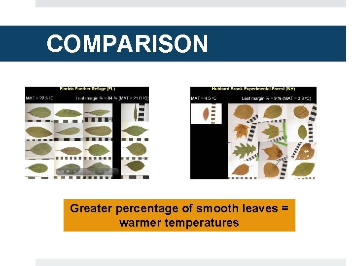 COMPARISON Greater percentage of smooth leaves = warmer temperatures 