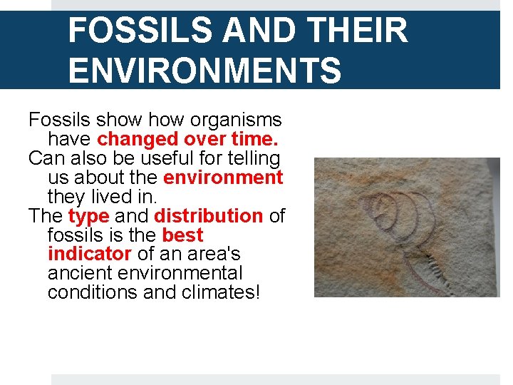 FOSSILS AND THEIR ENVIRONMENTS Fossils show organisms have changed over time. Can also be