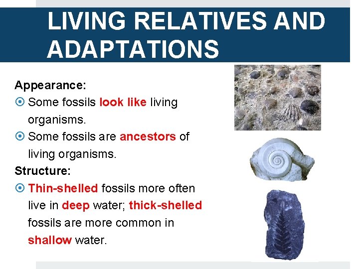 LIVING RELATIVES AND ADAPTATIONS Appearance: Some fossils look like living organisms. Some fossils are