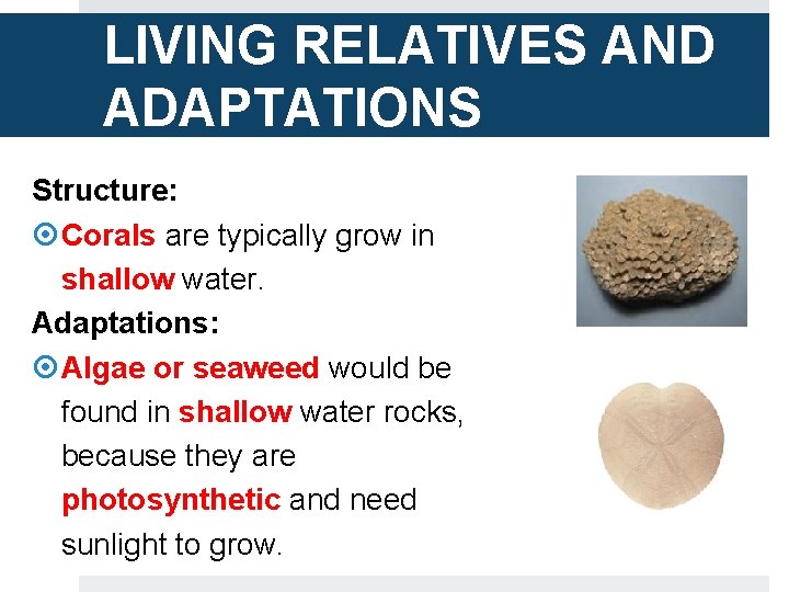 LIVING RELATIVES AND ADAPTATIONS Structure: Corals are typically grow in shallow water. Adaptations: Algae