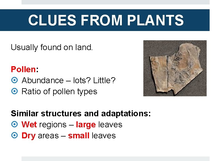 CLUES FROM PLANTS Usually found on land. Pollen: Abundance – lots? Little? Ratio of