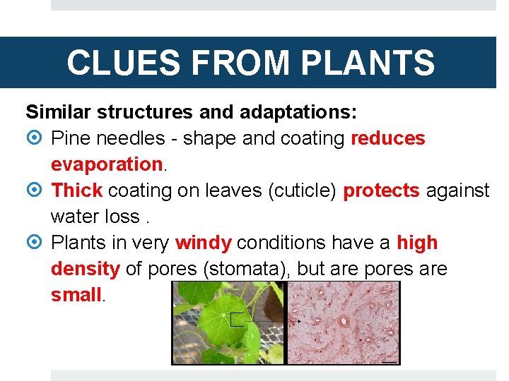CLUES FROM PLANTS Similar structures and adaptations: Pine needles - shape and coating reduces