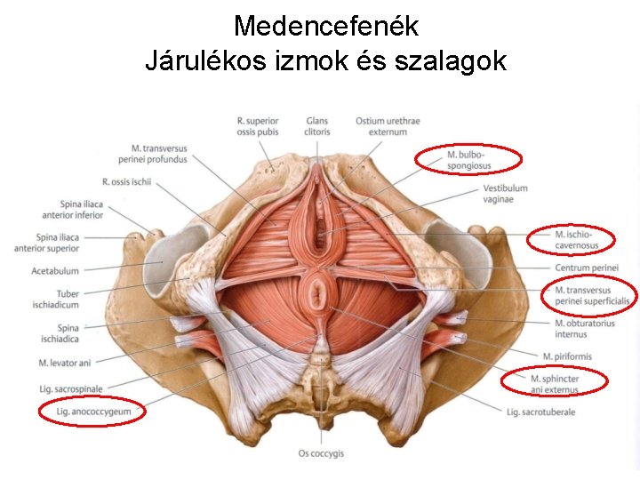 Medencefenék Járulékos izmok és szalagok 