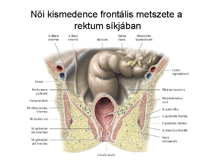 Női kismedence frontális metszete a rektum síkjában 