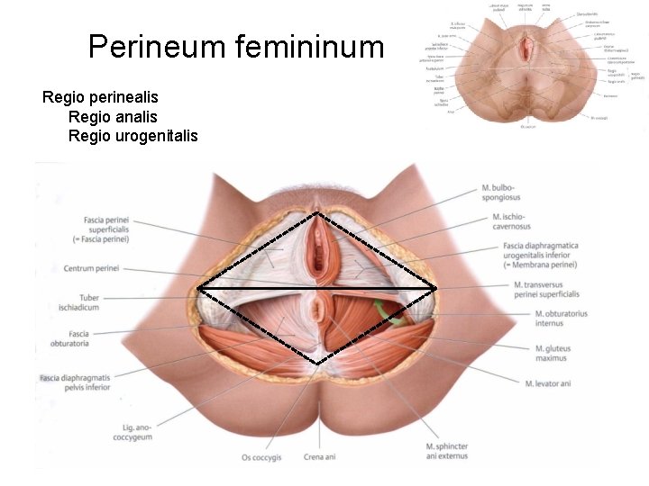 Perineum femininum Regio perinealis Regio analis Regio urogenitalis 