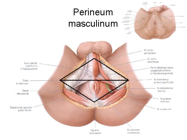 Perineum masculinum 