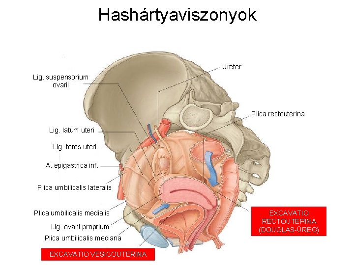 Hashártyaviszonyok Ureter Lig. suspensorium ovarii Plica rectouterina Lig. latum uteri Lig teres uteri A.