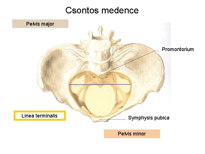 Csontos medence Pelvis major Promontorium Linea terminalis Symphysis pubica Pelvis minor 