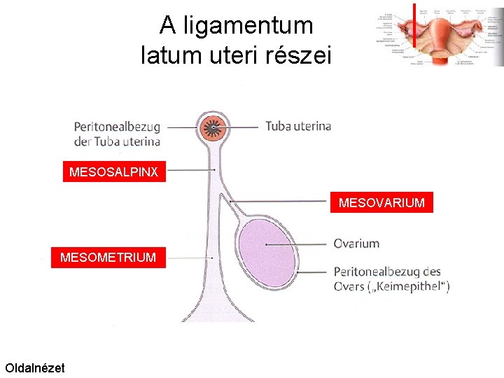 A ligamentum latum uteri részei MESOSALPINX MESOVARIUM MESOMETRIUM Oldalnézet 