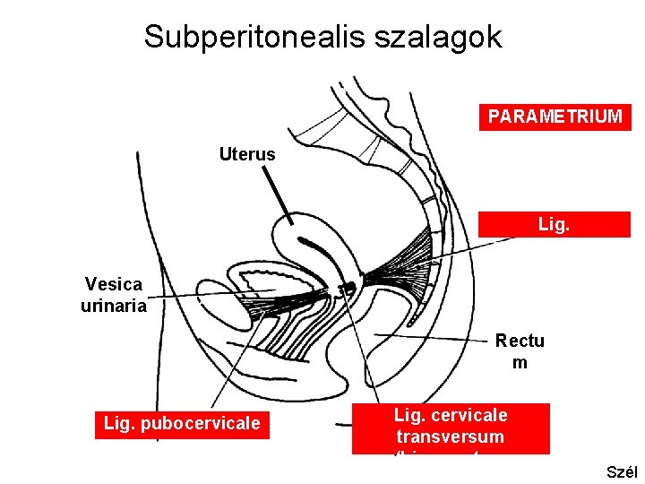 Subperitonealis szalagok PARAMETRIUM Uterus Lig. sacrocervicale Vesica urinaria Rectu m Lig. pubocervicale Lig. cervicale