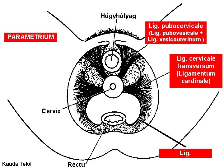 Húgyhólyag Lig. pubocervicale (Lig. pubovesicale + Lig. vesicouterinum ) PARAMETRIUM Lig. cervicale transversum (Ligamentum