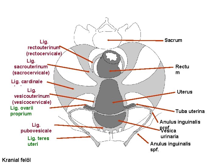 Lig. rectouterinum (rectocervicale) Lig. sacrouterinum (sacrocervicale) Lig. cardinale uteri Lig. vesicouterinum (vesicocervicale) Lig. ovarii