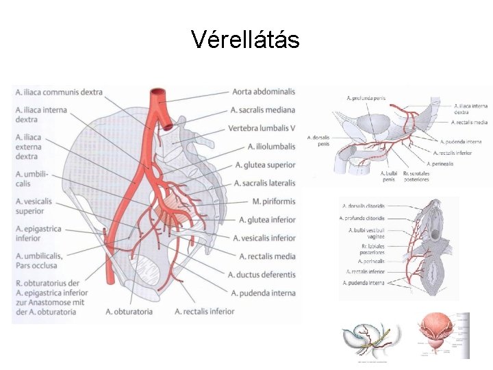 Vérellátás 