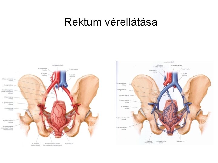 Rektum vérellátása 