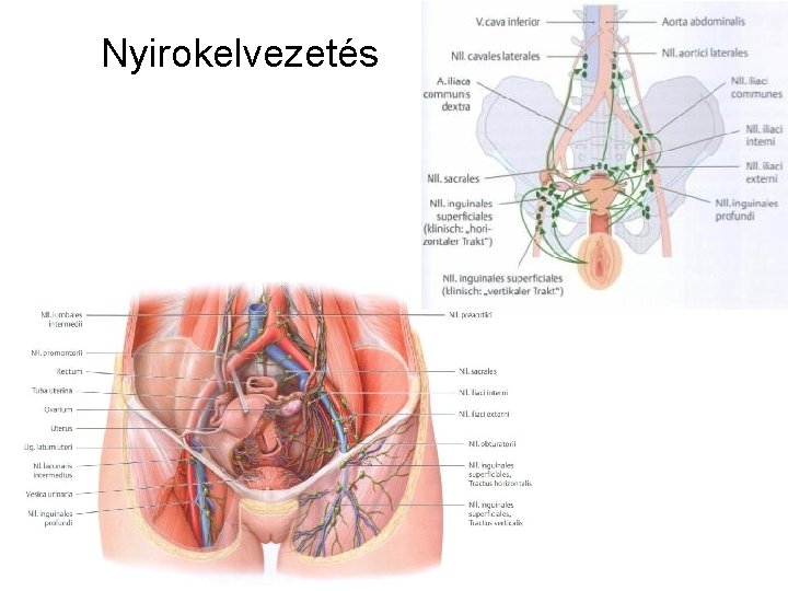 Nyirokelvezetés 