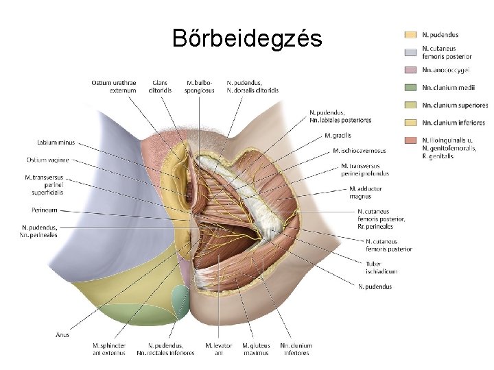 Bőrbeidegzés 