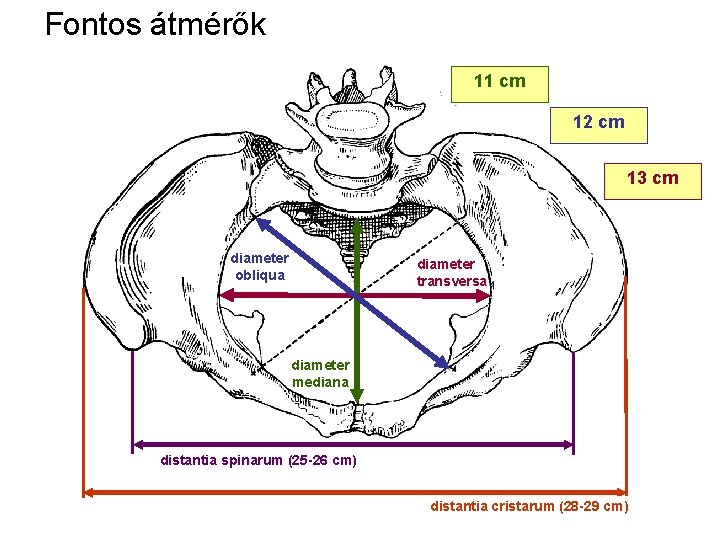 Fontos átmérők 11 cm 12 cm 13 cm diameter obliqua diameter transversa diameter mediana