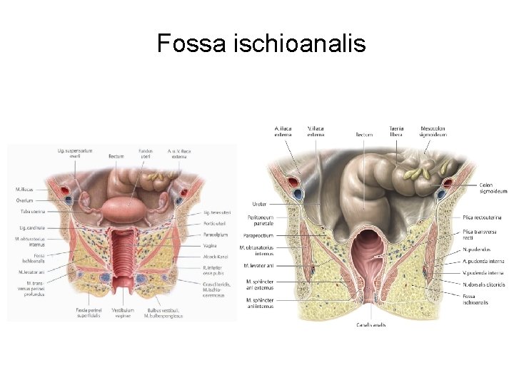 Fossa ischioanalis 