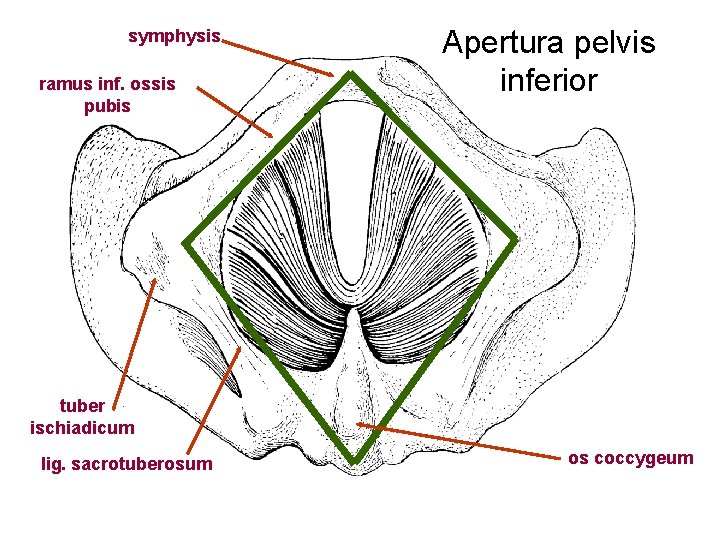 symphysis ramus inf. ossis pubis Apertura pelvis inferior tuber ischiadicum lig. sacrotuberosum os coccygeum