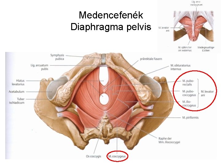 Medencefenék Diaphragma pelvis 