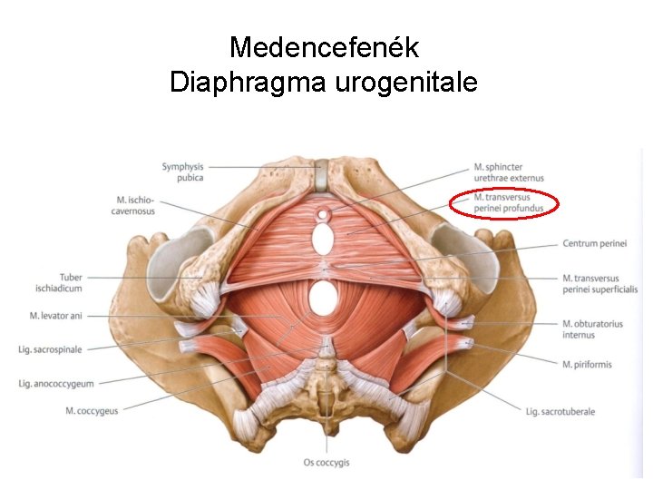 Medencefenék Diaphragma urogenitale 